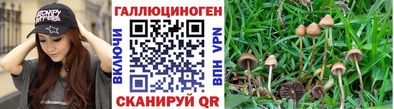 Галлюциногенные грибы Psilocybe  Купить  Жердевка 